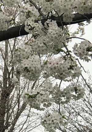 汐入公園こでまり桜.jpg
