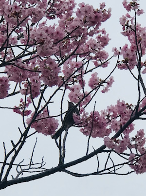 汐入公園桜に鳥２.jpg