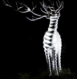 神宮の白い鹿.jpg