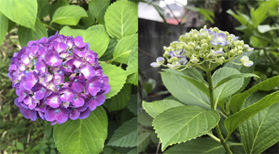 紫陽花２種.jpg