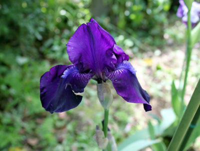 Iris_violet.jpg