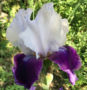 Iris_violet&white_edited-1.jpg