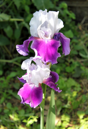 Iris_white&violet.jpg