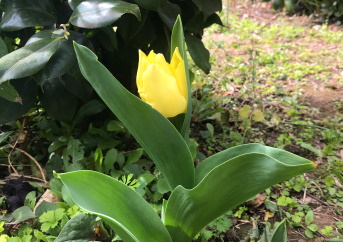 Tulip_yellow.jpg